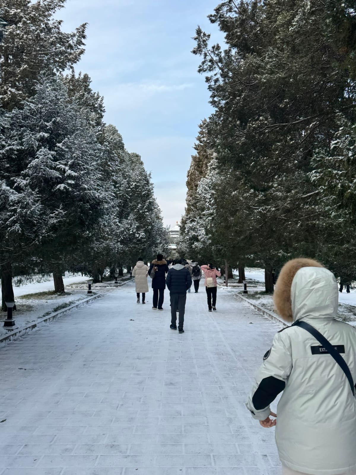 雪后的林荫路